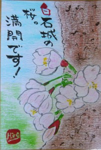 160409siroshi-sakura