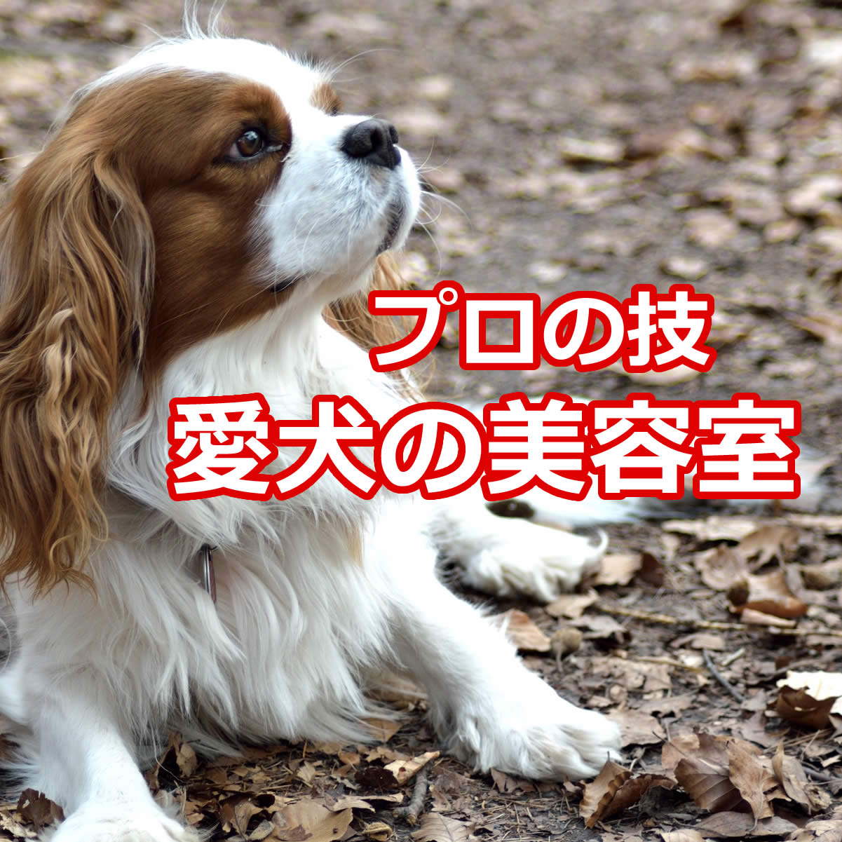 ペットショップさまん ペットホテル 愛犬のトリミング ペット用品宅配 仙台市青葉区宮町